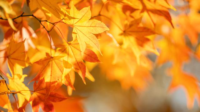 Didaktické hry v prírode – učenie v pohybe